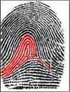 dmit fingerprint